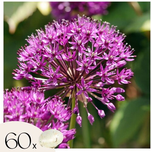 Plant in a Box Luk - 60 kos - Allium 'Purple Sensation' - Cvetne čebulice - Vijolična, (21755708) Cene
