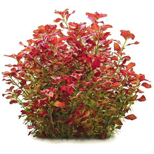 Rainforest Ludwigia repens Cene