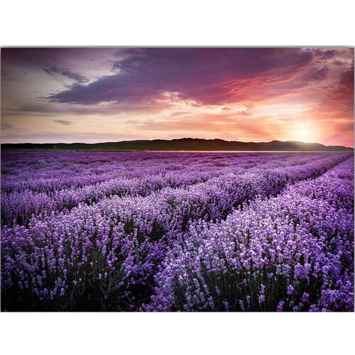 Wallity Slika 100x70 cm Lavender Field - Slike