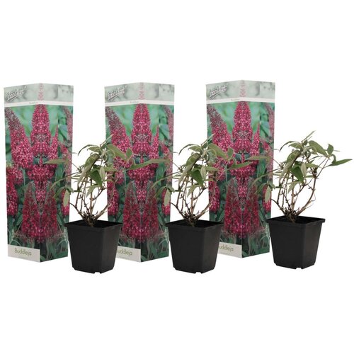 Plant in a Box davidov metuljnik - 3 kos - buddleja davidii &amp;#039;pink delight&amp;#039; - V25-40cm - ⌀9cm, (21757378) Slike