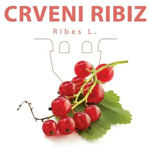 Piardino Crveni ribizl (Ribes rubrum, Berba: Srpanj)