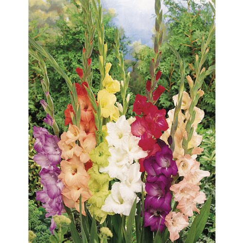 Royal De Ree Gladiolus P Largeflowering Mix 10/1 Cene