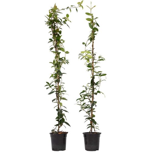 Plant in a Box zvezdasti jasmin - 2 kos - trachelospermum jasminoides - V110-120cm - ⌀17cm, (21757707) Cene