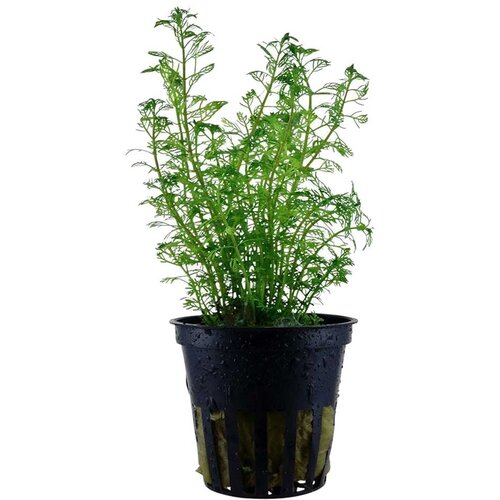 Rainforest Myriophyllum brasiliensis Cene