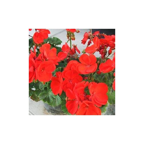  Pelargonium Zonale x 12 Cijene