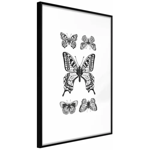  Poster - Butterfly Collection IV 20x30