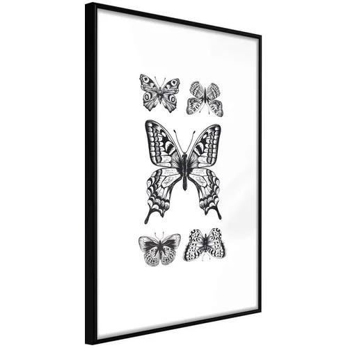  Poster - Butterfly Collection IV 20x30