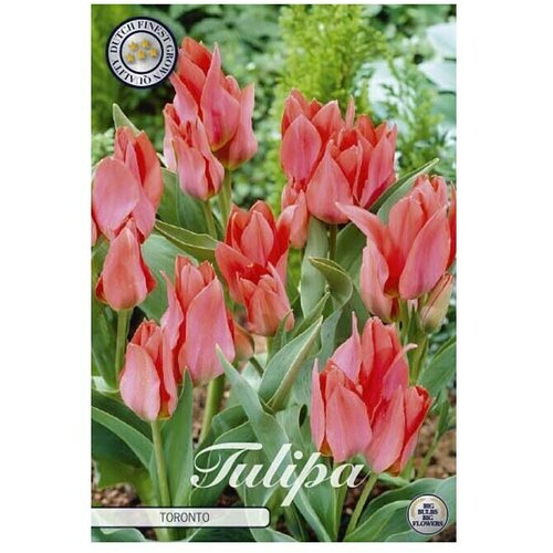  Cvjetne lukovice Tulipan Greigii Toronto (Crvena, Botanički opis: Tulipa) Cijene