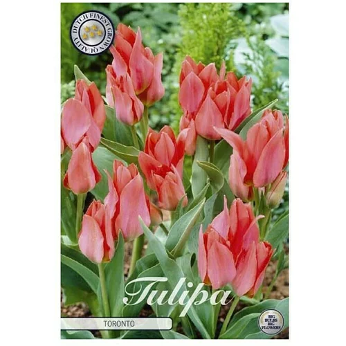  Cvjetne lukovice Tulipan Greigii Toronto (Crvena, Botanički opis: Tulipa)