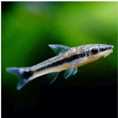 Akvarijum Centar Otocinklus sp. - Otocinklus Cene