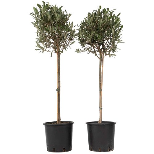 Plant in a Box oljka - 2 kos - olea europaea - višina 90-100cm - ⌀21cm, (21757844) Cene