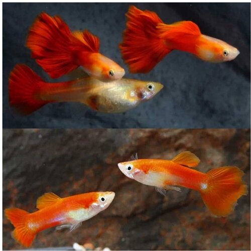 Akvarijum Centar Red blonde guppy Cene