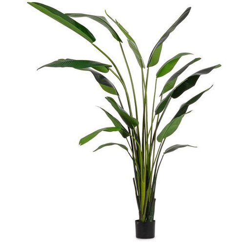  BILJKA STRELICIJA 310CM ZELENA Slike