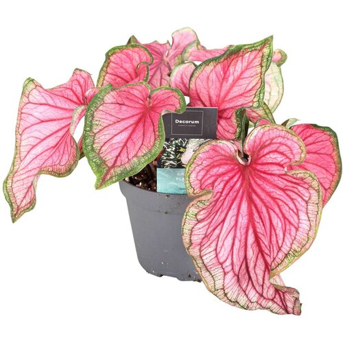 Plant in a Box kaladij - caladium 'sweetheart' - višina 25-40cm - ⌀12cm, (21757933) Cene