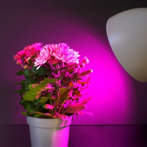 LED sijalica za rast biljaka PLANTY E27/11W/230V 1200K bela Slike