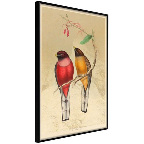  Poster - Ornithologist's Drawings 40x60 Cijene