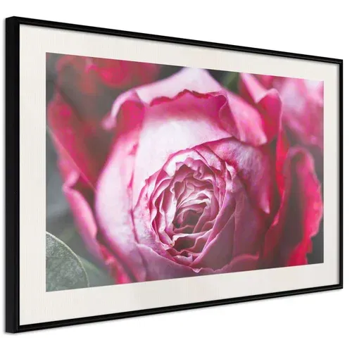  Poster - Blooming Rose 90x60