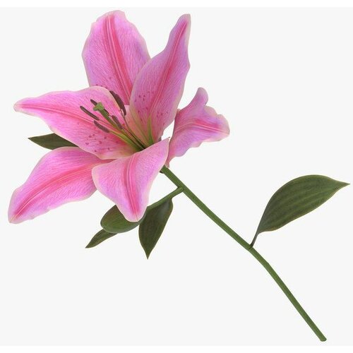 Royal De Ree lilium pink 1/1 Slike