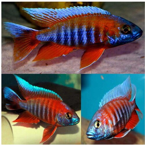 Akvarijum Centar Eureka red peacock Cene