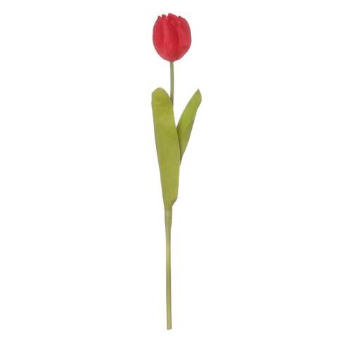  TULIPAN 43CM REX EDG Cijene