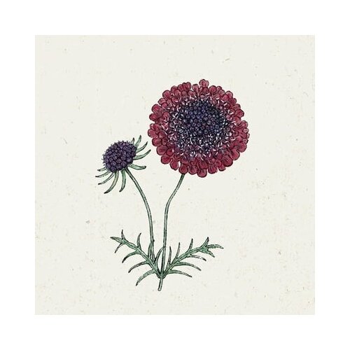 Jora Dahl Scabiosa atropurpurea &amp;quot;Black Knight&amp;quot; - grintavec Slike