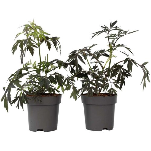 Plant in a Box črni bezeg - 4 kos - sambucus nigra &amp;#039;black lace&amp;#039; - vi&amp;scaron;ina 25-40cm - ⌀17cm, (21757498) Slike