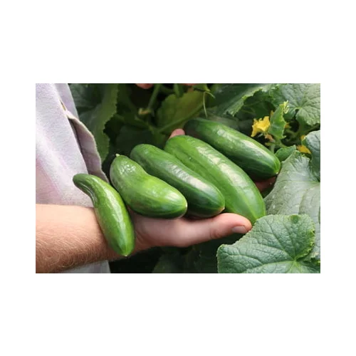 Culinaris Bio kumare za lonec Culinaris Bio kumare za lonec
