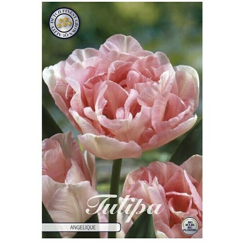  Cvjetne lukovice Tulipan Double Late Angelique (Roza, Botanički opis: Tulipa) Cijene