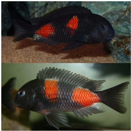 Akvarijum Centar tropheus bulu point Cene