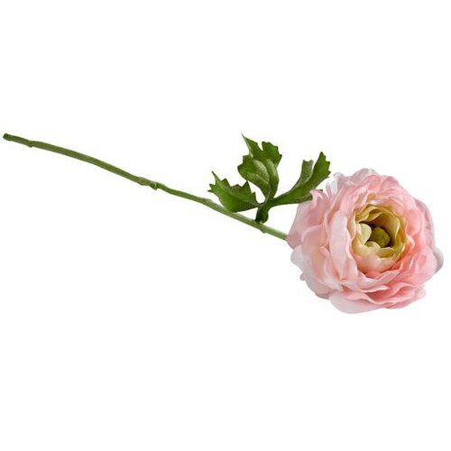  CVIJET RANUNKULA PINK 0030 FLOWERS Slike