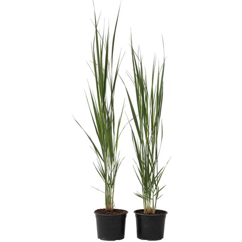 Plant in a Box trajno proso - 2 kos - panicum virgatum 'northwind' - višina 40-60cm - ⌀23cm, (21757818) Cene