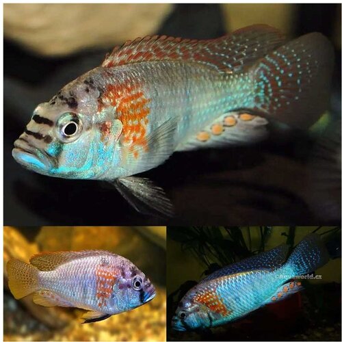 Akvarijum Centar astatotilapia burtoni Cene