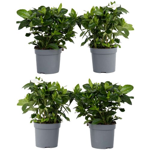 Plant in a Box navadna gardenija - 4 kos - gardenia jasminoides - višina 20-30cm - ⌀13cm, (21757867) Cene