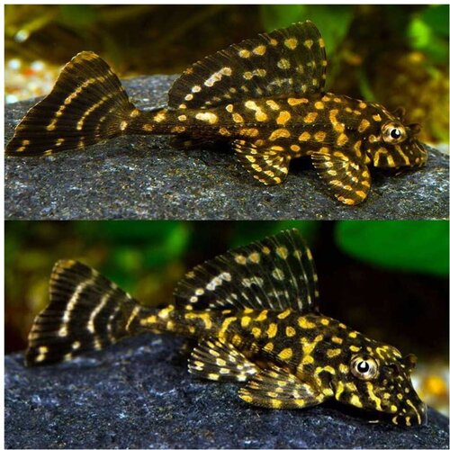 Akvarijum Centar L001 gold spot plecostomus Cene