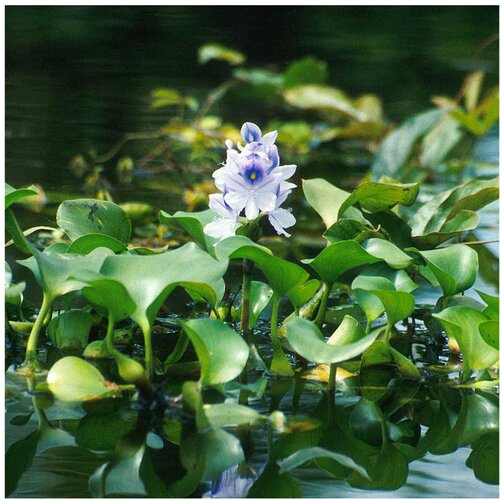 Rainforest Eichhornia crassipes Cene