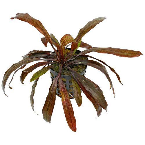 Rainforest Echinodorus rubin Cene
