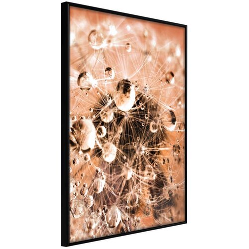  Poster - Drops on Dandelion 40x60 Slike