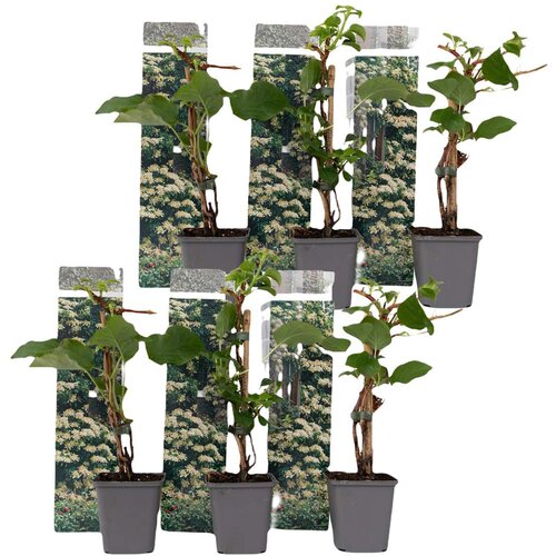 Plant in a Box vzpenjava hortenzija - 6 kos - hydrangea anomale petiolaris - V25-40cm - ⌀9cm, (21757501) Cene