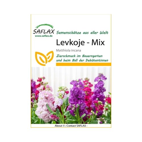 Saflax Matijola Slike