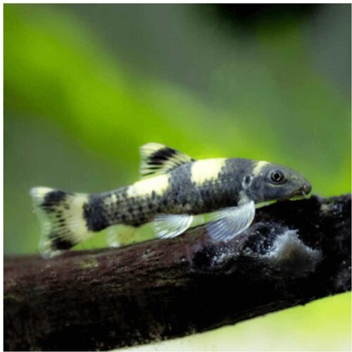 Akvarijum Centar Garra flavatra Cene