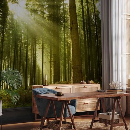  Foto tapeta - Pine forest – dense woodland in morning sunlight 200x140 Cene