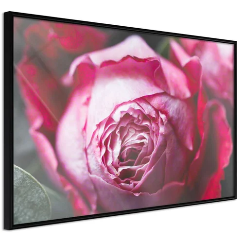  Poster - Blooming Rose 60x40