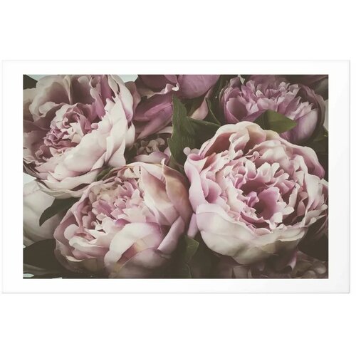  Plakat Pink Peonies 30x21 Cijene