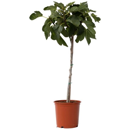 Plant in a Box Figa - Ficus Carica - Višina 70-90cm - ⌀21cm, (21757705) Cene