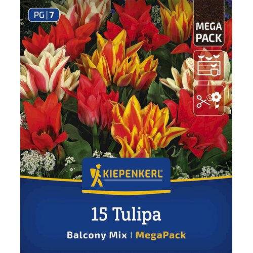 KIEPENKERL Me&amp;scaron;anica botaničnih tulipanov za balkon - mega pakiranje - 15 k. Slike