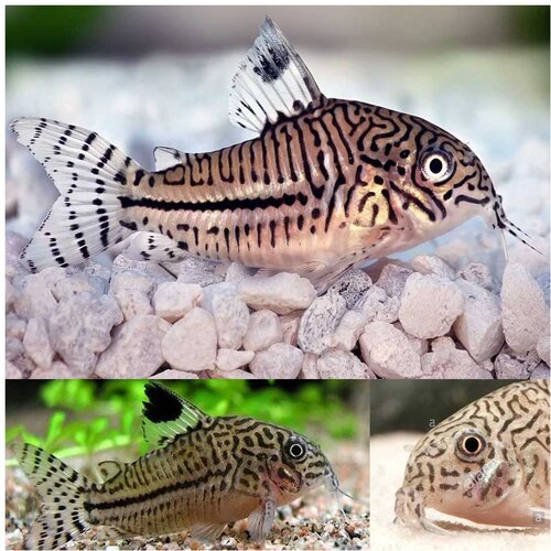Akvarijum Centar corydoras julii Cene