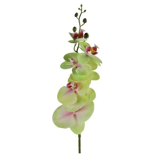 Dekordom cvet ORCHID 83cm 796072 - Green - DCS Cene