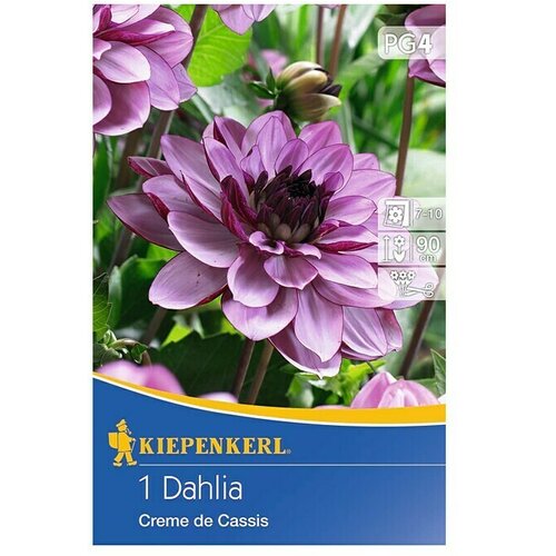 KIEPENKERL Lukovice jesenskog cvijeća (Dalija 'Creme de Cassis', 1 Kom.) Cijene