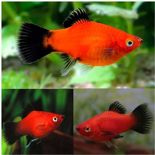 Akvarijum Centar red wagtail platy Cene