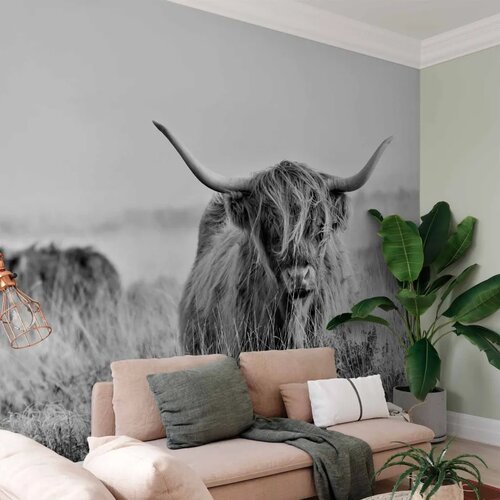  Foto tapeta - Highland Cattle 343x256 Samoljepljiva Cene